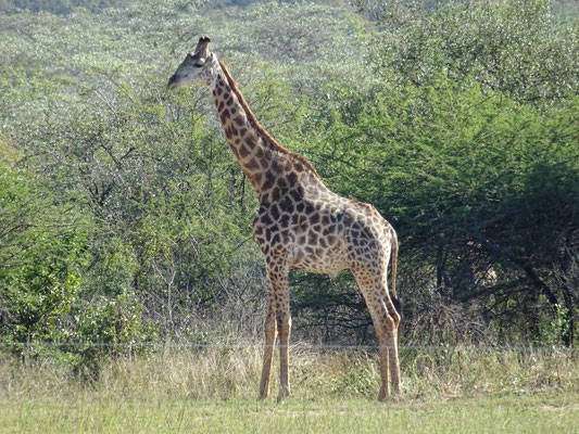 Giraffe heißt auf Afrikaans --- Kamel Pferd:-)