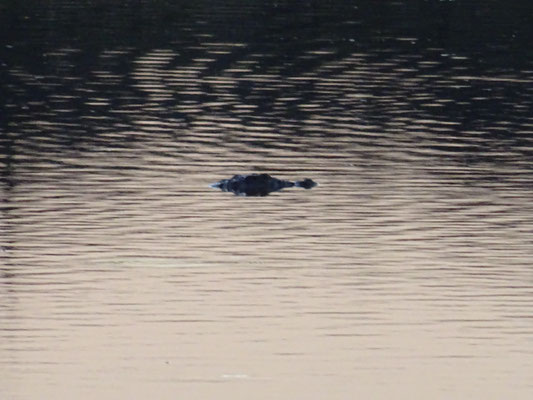 Sind Crocos und Hippos im Wasser, dann ist das Wasser am saubersten!