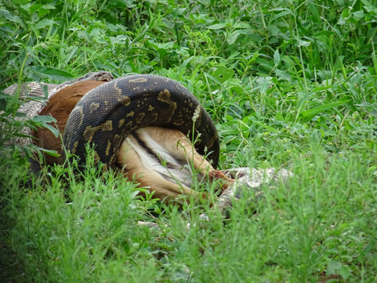 Man achte auf den Mund der Python! 