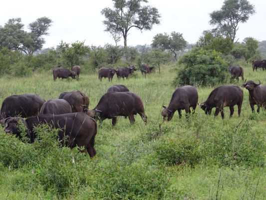 Die erste Buffalo Herde die ich gesehen habe