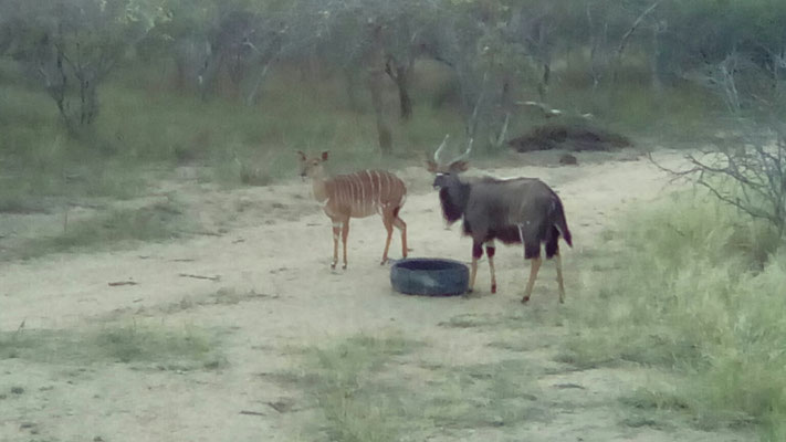 Nyala Bull mit "einer" seiner Frauen:-)!