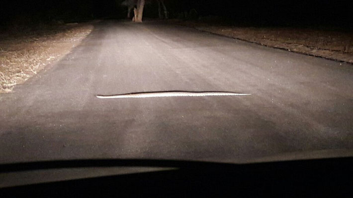 50 Meter vor der Lodge -- am letzten Abend!