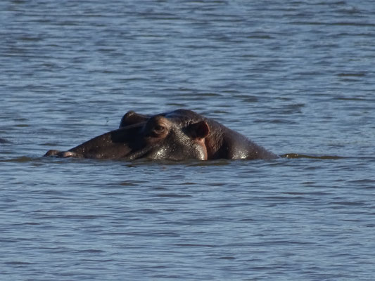 Einer der Hippos, die mich gerettet haben:-)