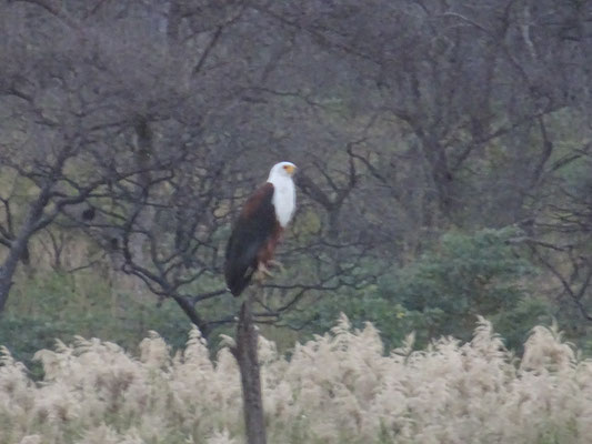 Weißkopfseeadler