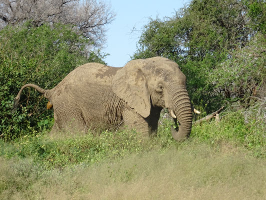 Tja -- wenn dann mal garnichts geht -- bist du froh, dass ein Elefant nen Sch.... macht -- und du über das Verdauungssystem der Elefanten erzählen kannst!