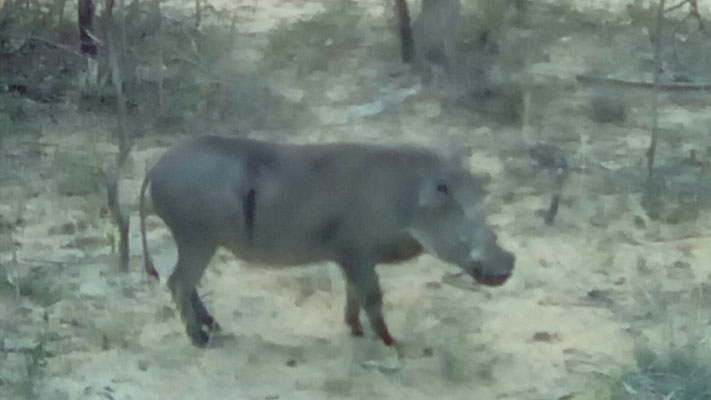 Unser angeschossenes "Hauswarzenschwein":-(:-(!!