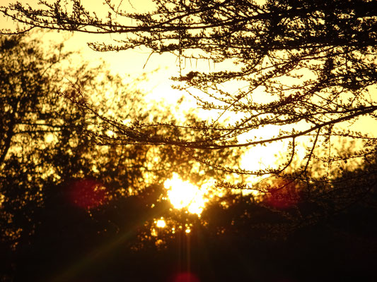 Sonnenaufgang im Bush!