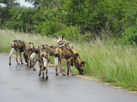 Wild Dogs