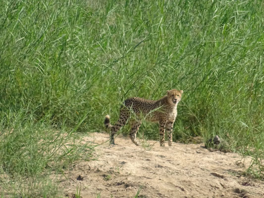 Gepard (Cheetah)