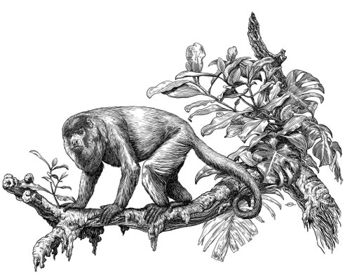 Benjamin von Eckartsberg - Illustration für IKACoffe Verpackung - Kunde: G.C. Breiger