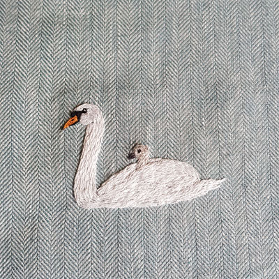 ... und auch von @soleoptere ein Höckerschwan mit Küken