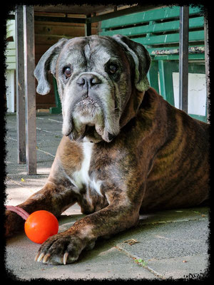 Gaio vom Weiten Land geb. 08.06.2011 gest. 01.2023 AK: AD, ZTP, BH, IPO3, Obe1