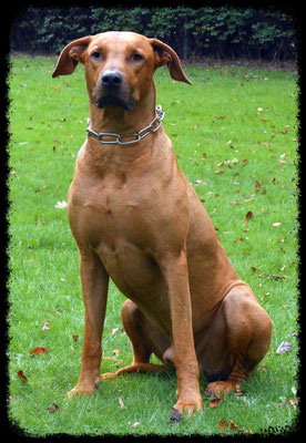 Bajumi vom Elijan Wood (Balu) geb. 28.03.2008 gest. 08.2017 AK: BH