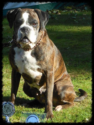 Raja vom Weiten Land geb. 18.02.2005 gest. 07.2018 AK: AD, ZTP, BH, IPO1 Deutscher Veteranenchampion (VDH)