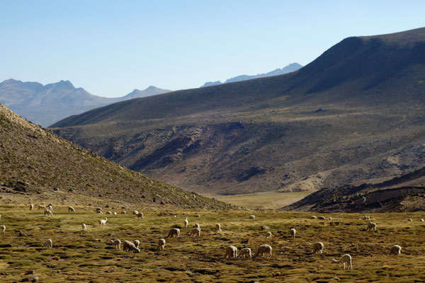 Réserve naturelle de lamas & alpacas