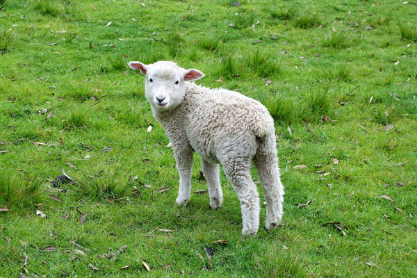 Baby lamb !