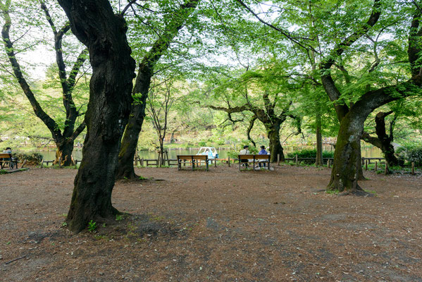 井の頭恩寵公園１