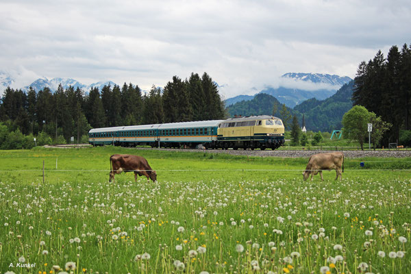 Auf dem Weg nach Immenstadt bzw. weiter nach München ist ALX 84163 hinter 218 447 am 10. Mai 2018 bei Fischen im Allgäu. Die Kühe interessiert es wenig...