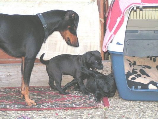 Barclay und die Padderdale-Terrier Welpen 