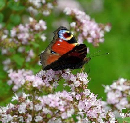 Tagpfauenauge auf Oregano-Blüten