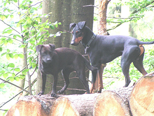 Barclay und Padderdale-Terrier Hündin "Lexi"