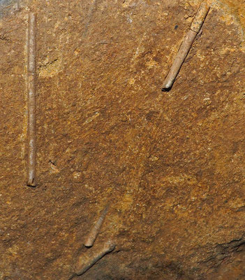 Grotta all'Alpe di Sella: resti fossili ancora indeterminati, prob. resti di crinoidi