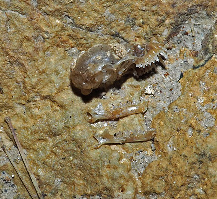 Grotta del Canalone Comera: teschio di pipistrello