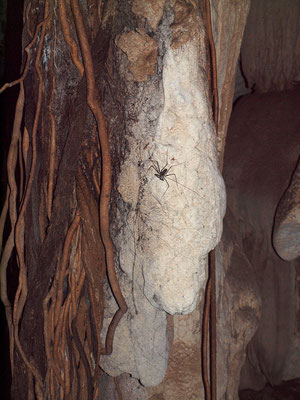 Cueva de El Puente: Amblipigi  cavernicoli su colonna