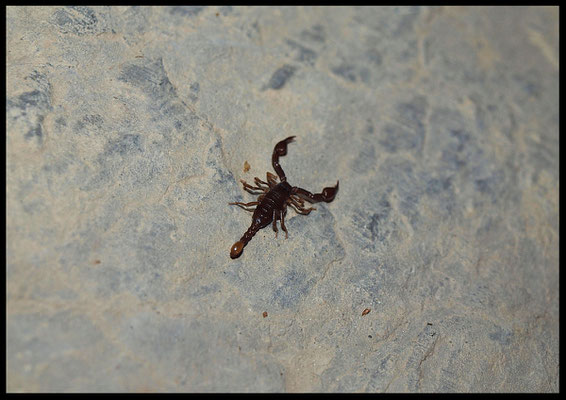 Grotta di Brè: scorpioncino