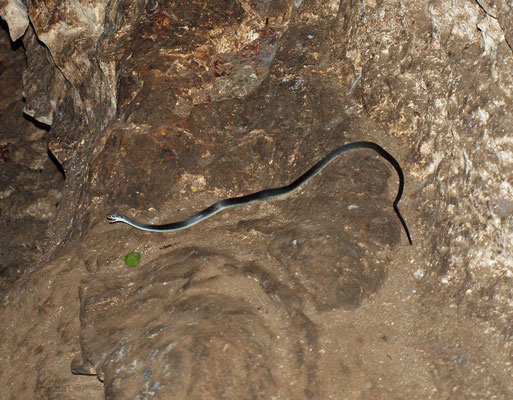 Cueva de El Puente: serpente innocuo all'ingresso
