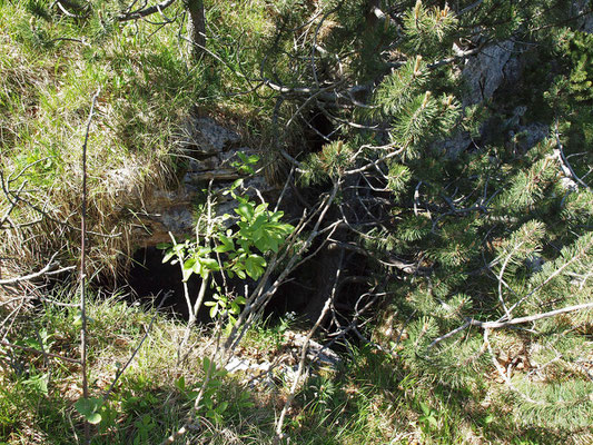 TI 249 Buca del Pino Mugo, ingresso