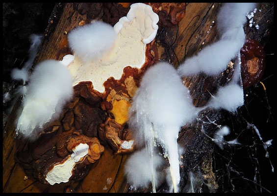 La Canaria: formazioni di funghi su tronco d'albero