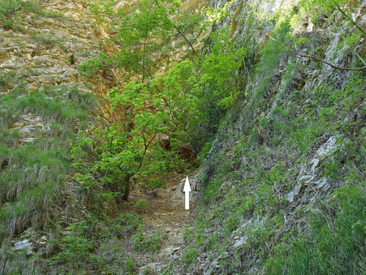 TI 231 La Ragnatela, ingresso