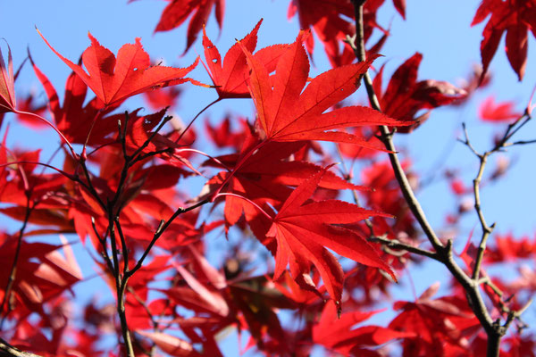 Momiji in Farbe.