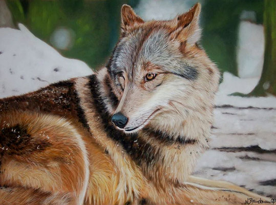 Grey Wolf, Pastell auf Pastelmat 30x40cm, Ref: Wildlife Reference Photos 