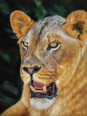 Lioness Lisa, Pastell auf Pastelmat 24x30cm, Ref: Wildlife Reference Photos 