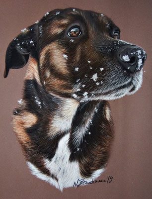 Belgischer Schäferhund Labradormix Bolle, Pastell 18x24cm