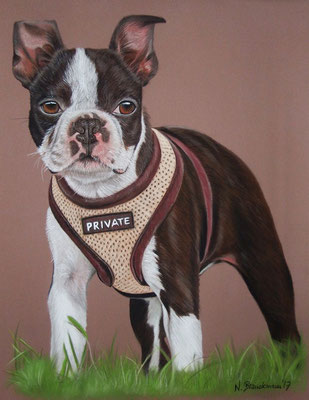 Boston Terrier Private, Pastell 30x40cm