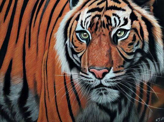 Sumatra Tiger, Pastell auf Pastelmat 30x40cm, Ref: Wildlife Reference Photos 