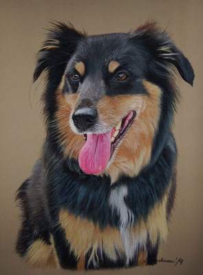 Appenzeller-Aussie-Mix JayJay, Pastell 30x40cm 