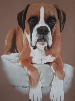 Boxer Alfred, Pastell 30x40cm