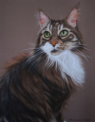 Maine Coon Kater Prince, Pastell 24x30cm