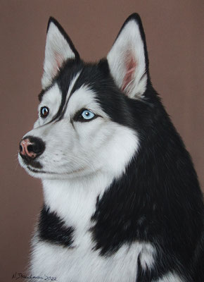 Husky Bahja, Pastell 30x40cm