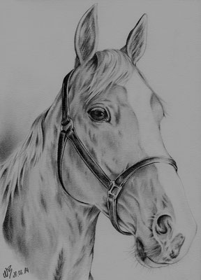 Pferd, Bleistift A4