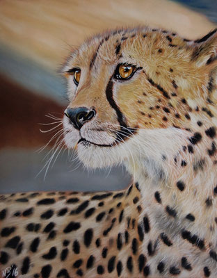 Gepard, Pastell auf Pastelmat 24x30cm, Ref: Wildlife Reference Photos 