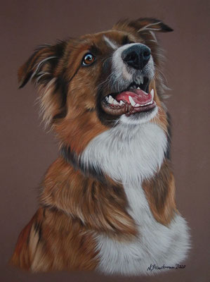 Border Collie Milou, Pastell 30x40cm