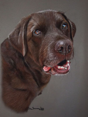 Labrador Dusty, Pastell 24x30cm