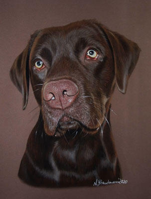 Labrador Yvo, Pastell 24x30cm