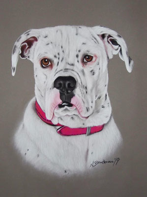 Boxer-Dalmatiner-Mix Caya, Pastell 24x30cm