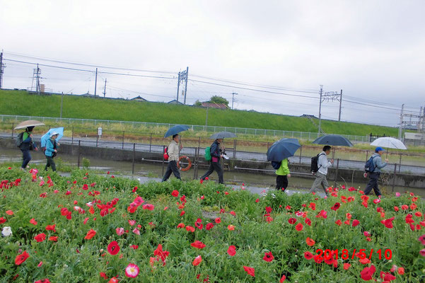 コスモスふれあいロードを葛西用水路沿いに鷲宮方面へ